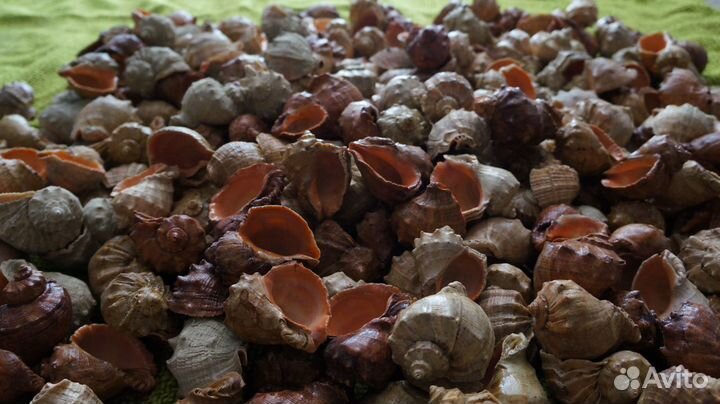 Морские ракушки