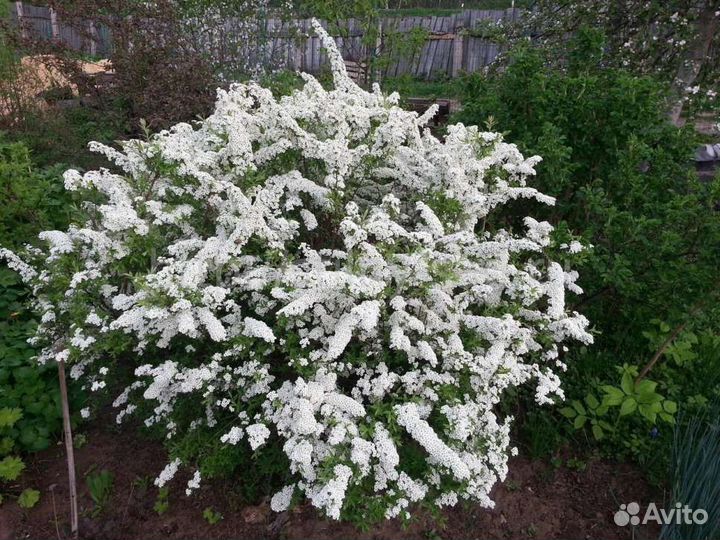 Спирея для живой изгороди 