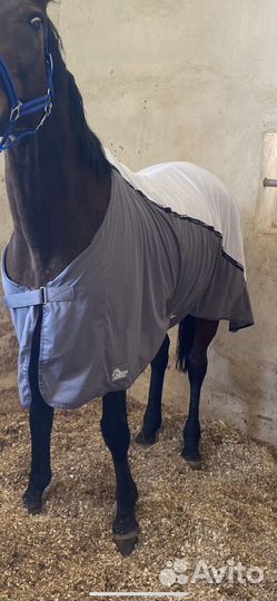 Конная амуниция