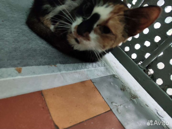 Бездомная кошка Трехцветная кошечка на счастье