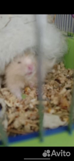 Сирийские хомяки