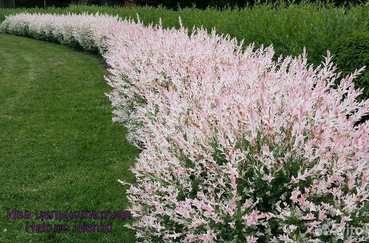 Саженцы ивы Хакуро Нишики