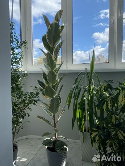 Фикус юкка шефлера офисные цветы