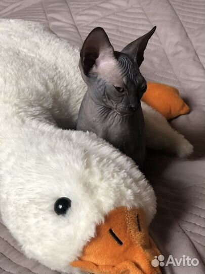 Котенок сфинкс