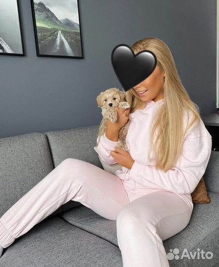 Мальтипу микро f1 большой выбор N1 Russia maltipoo