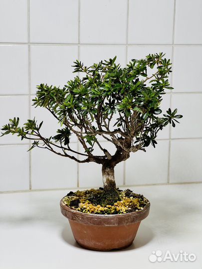 Дерево Бонсай - Азалия