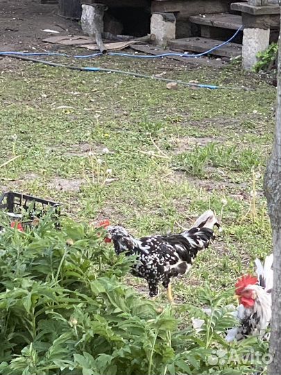 Петухи долматинцы