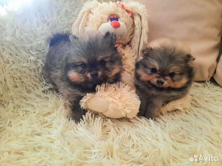 Щенки шпица