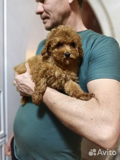 Крошка Той пудель, Девочка мини