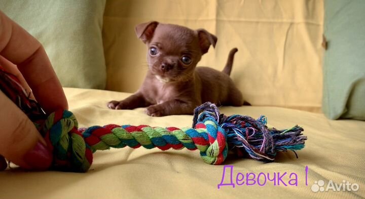Чихуахуа лиловые РКФ