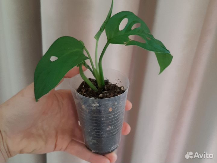 Монстера Адансони