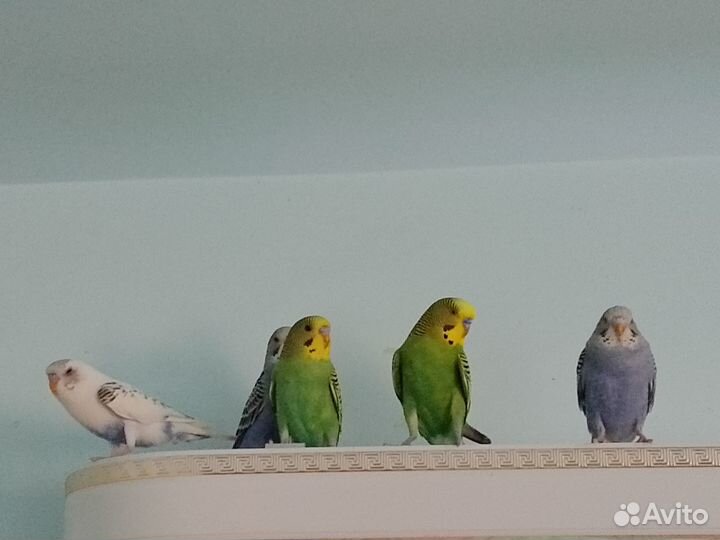 Волнистый попугай