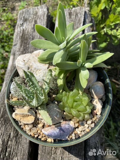 Композиция с суккулентами