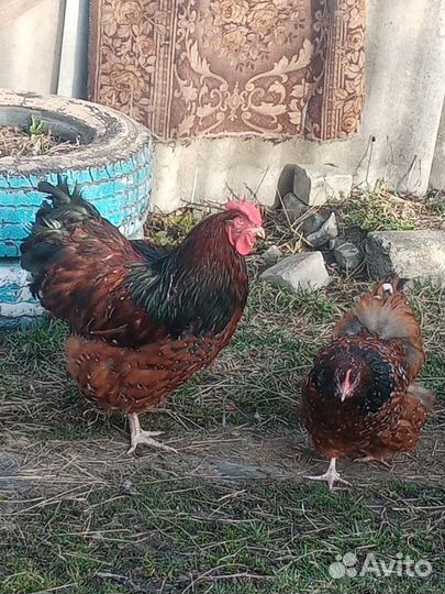 Куры орпингтон