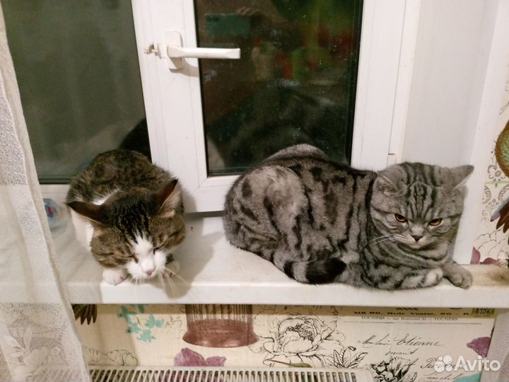 Британский кот