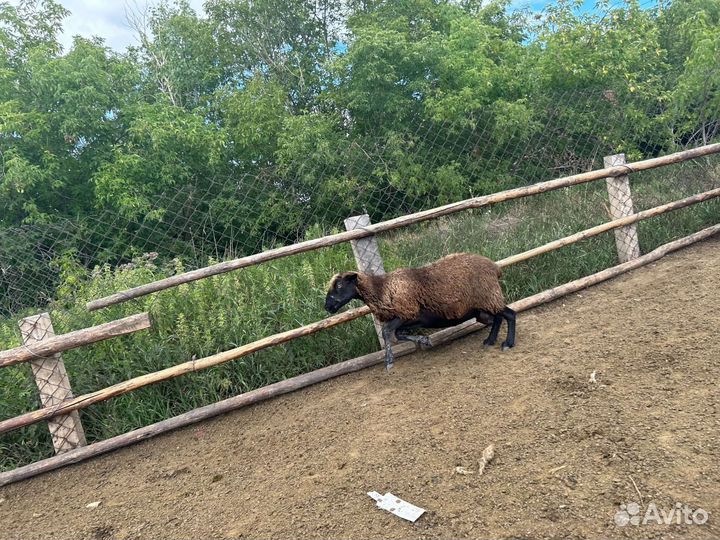 Овцы бараны