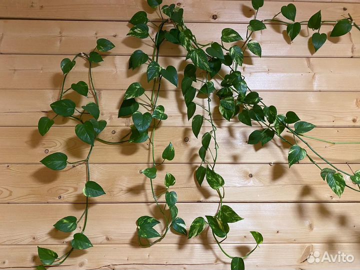 Сциндапсус мунлайт