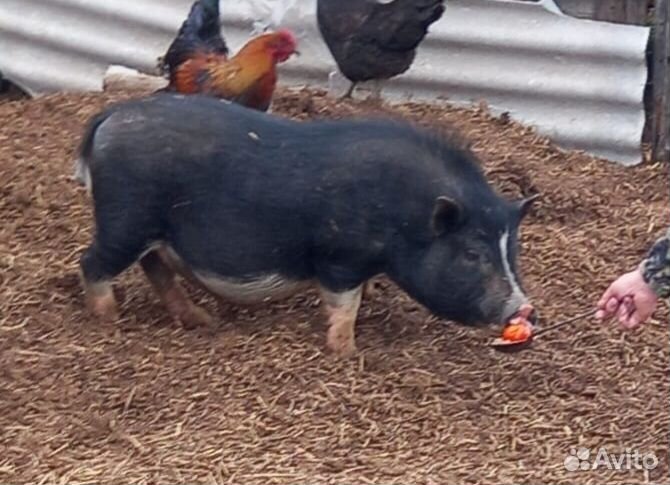 Вьетнамский вислобрюхий хряк и поросята