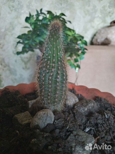 Кактусы и суккуленты