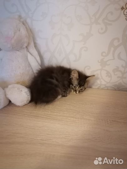 Котенок курильского бобтейла