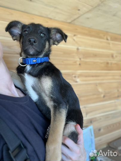 Спасите щенулю