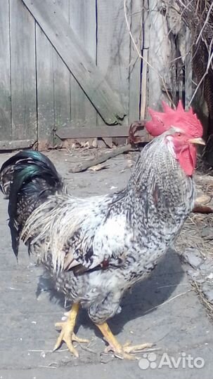 Петухи
