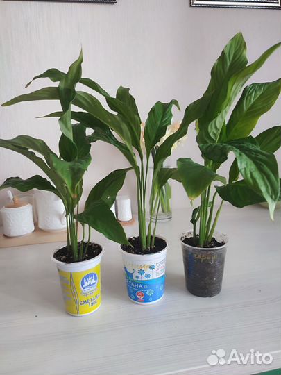 Спатифиллум