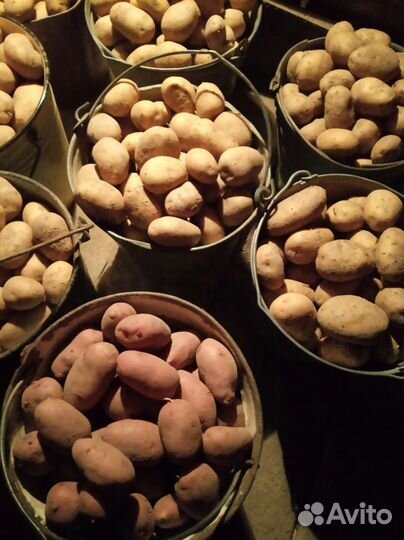 Продам картофель крупныйи средний