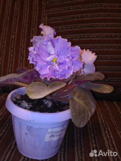 Продаю сенполии (фиалки)