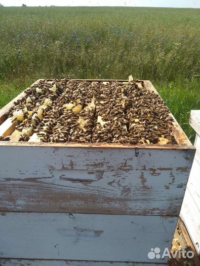 Пчелопакеты карника