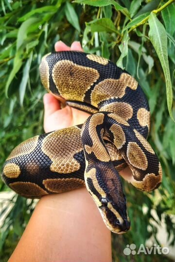 Змея питон в аренду для фотосессии