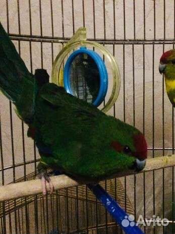 Попугай какарик