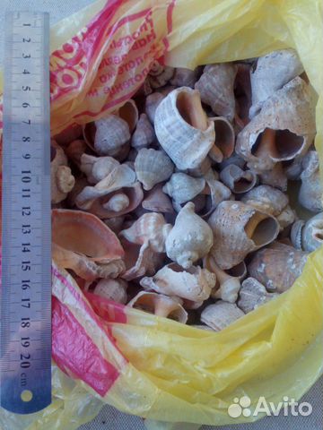 Ракушки морские