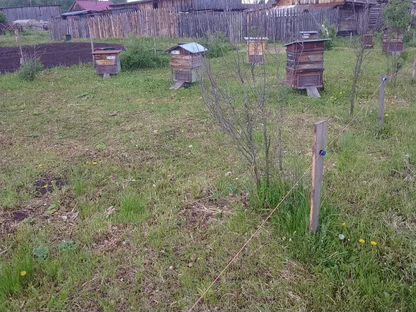 Пчелы с ульями и оборудованием, Магнитка