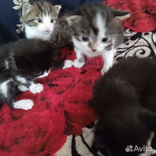 Кошки в добрые руки бесплатно