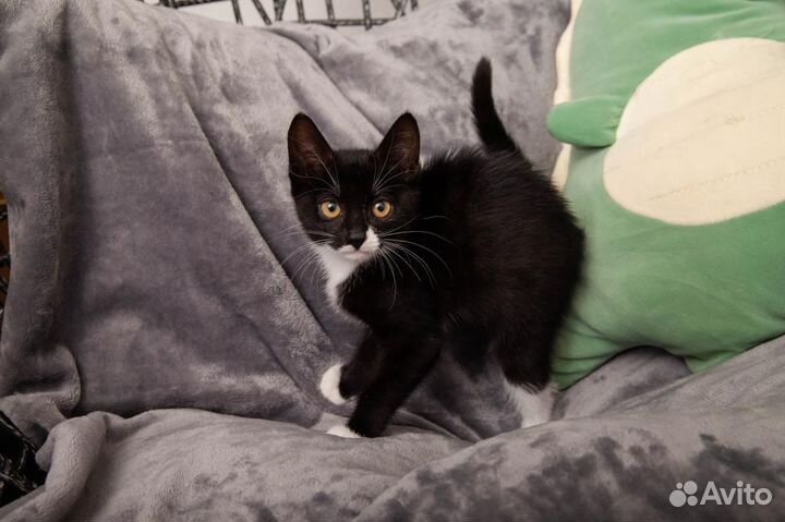 Котенок девочка