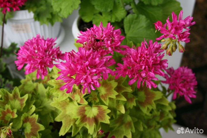 Пеларгония герань сортовая