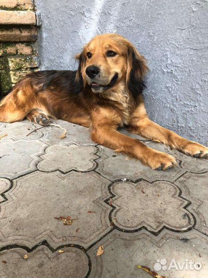 Фокс метис спаниеля