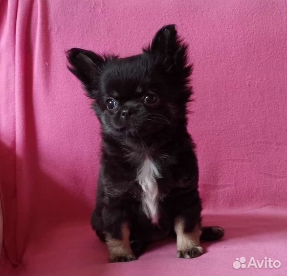 Чихуахуа девочка