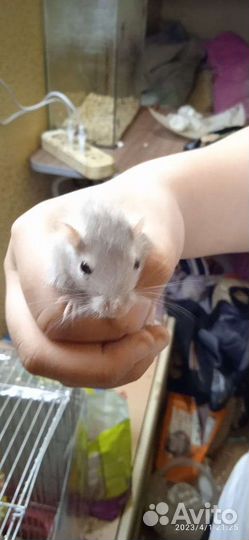 Мышь песчанка