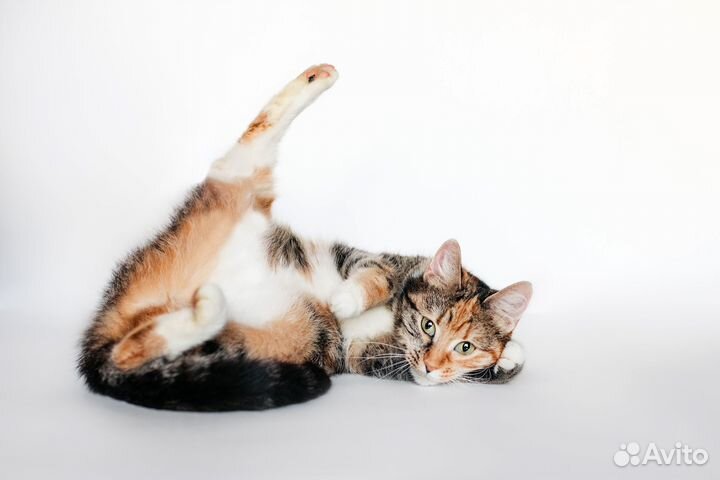 Кошки в аренду на съемки Большой выбор