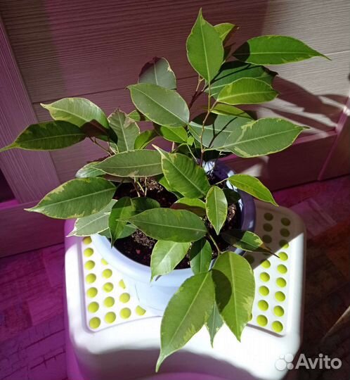 Фикусы разные