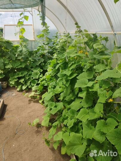 Огурцы свежие домашние