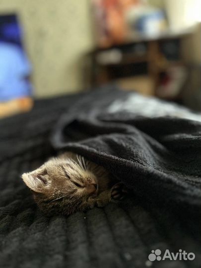 Отдам в добрые руки