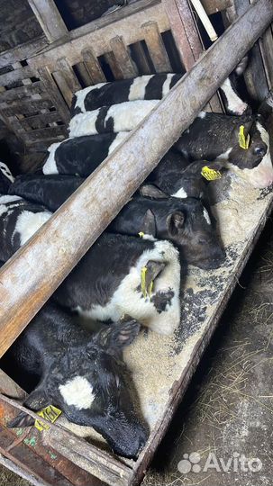 Телята здоровые