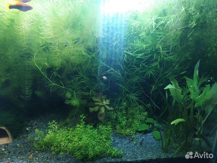 Аквариумные растения. Людвигия, роголистник и тд