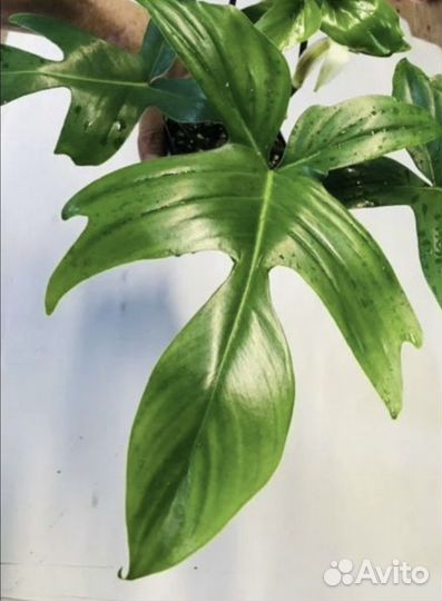 Филодендрон Pedatum Nadia,Педатум Надя