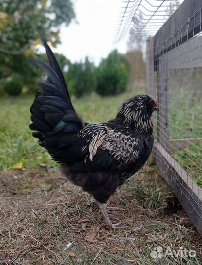 Петух амераукана