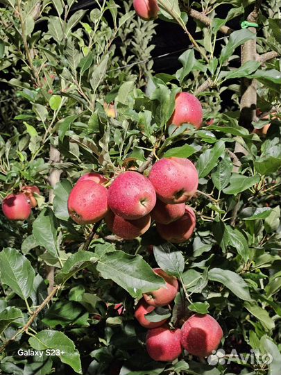 Яблоки гала девил