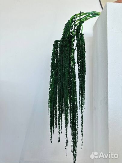 Амарант стабилизированный размер XL